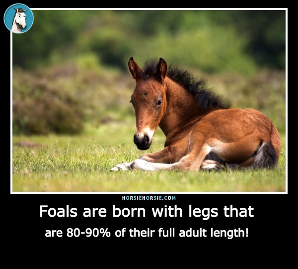 Foals are born with legs that are 80-90% of their full adult length!